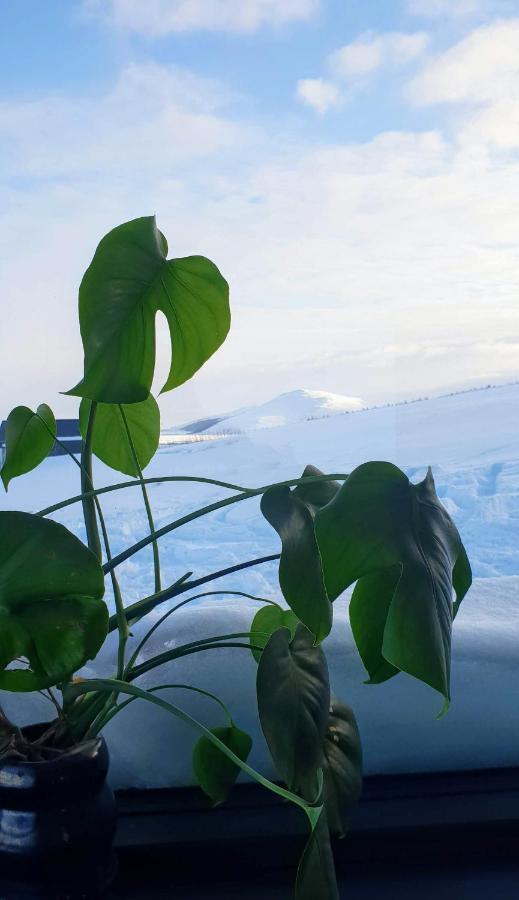 Svartaborg Husavik Luaran gambar